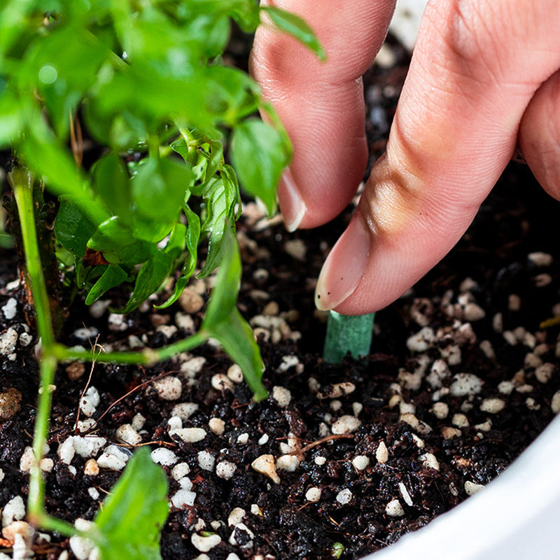 Slow-Release Plant Fertilizer Sticks for Root-Zone Feeding of Houseplants and Garden Plants