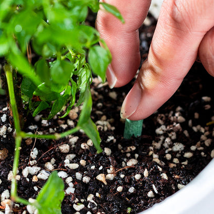 Slow-Release Plant Fertilizer Sticks for Root-Zone Feeding of Houseplants and Garden Plants