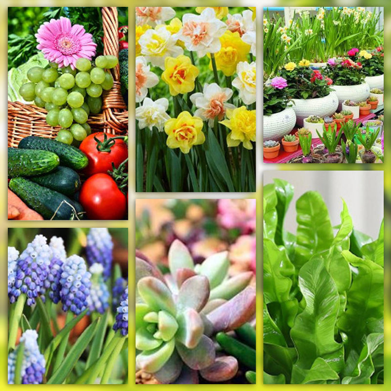 Slow-Release Plant Fertilizer Sticks for Root-Zone Feeding of Houseplants and Garden Plants