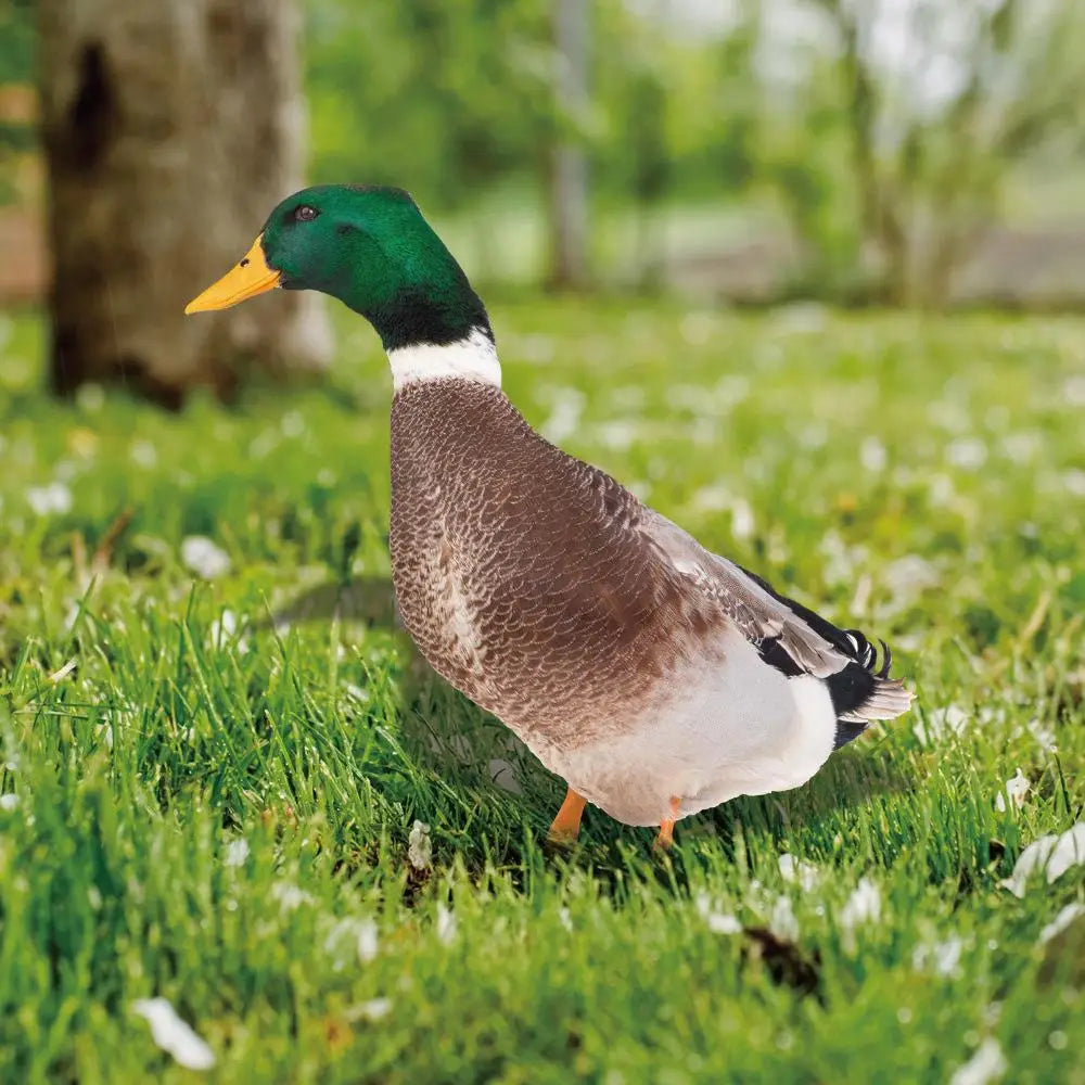 Acrylic Mallard Duck Garden Ornament, Realistic Double Sided Weatherproof Yard and Patio Decoration