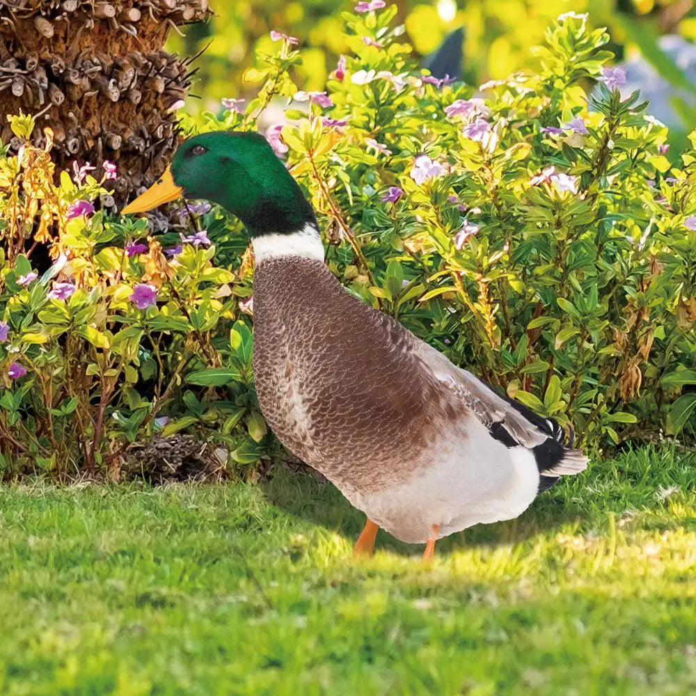 Acrylic Mallard Duck Garden Ornament, Realistic Double Sided Weatherproof Yard and Patio Decoration