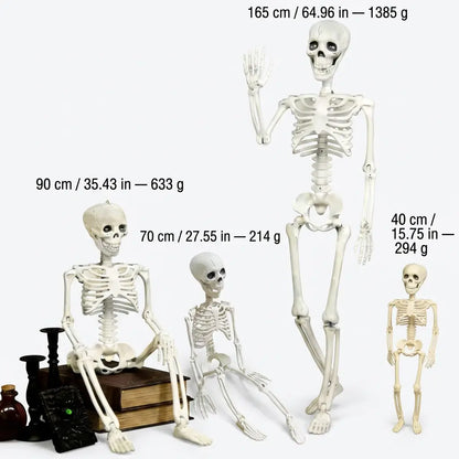 Posable Halloween Skeleton Decoration, Fully Articulated Skeleton Prop, 4 Sizes, 40 cm to 165 cm