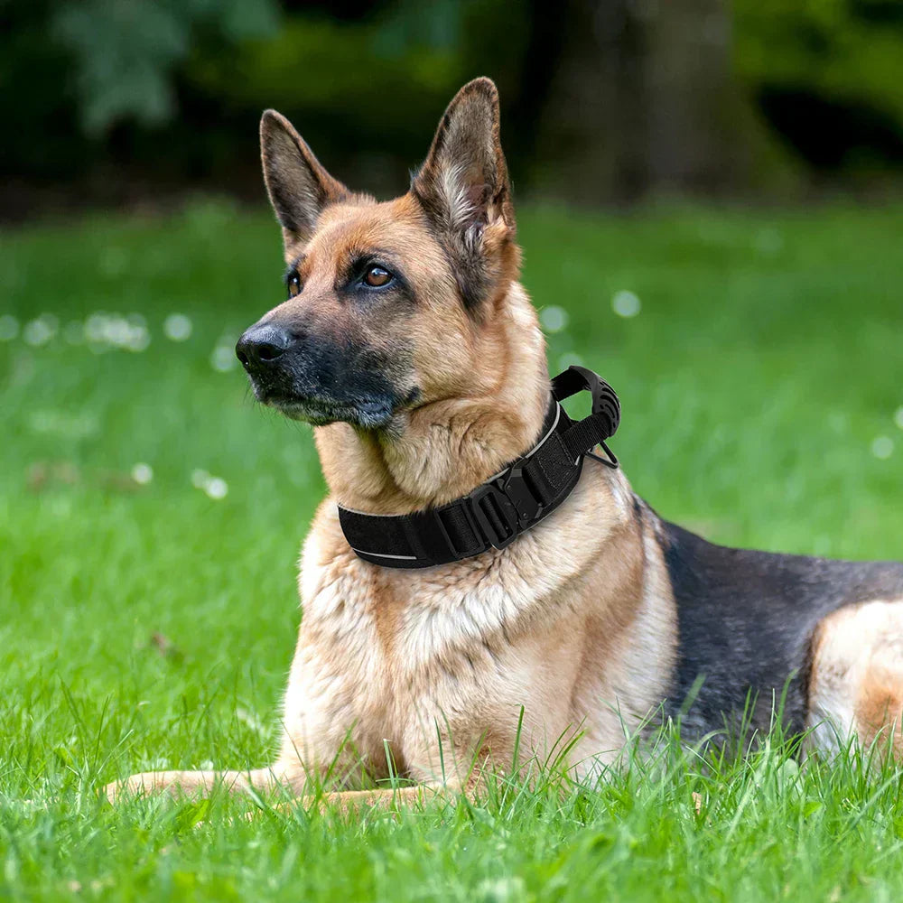 Durable Nylon Dog Training Collar with Reflective Stitching and Built-In Control Handle