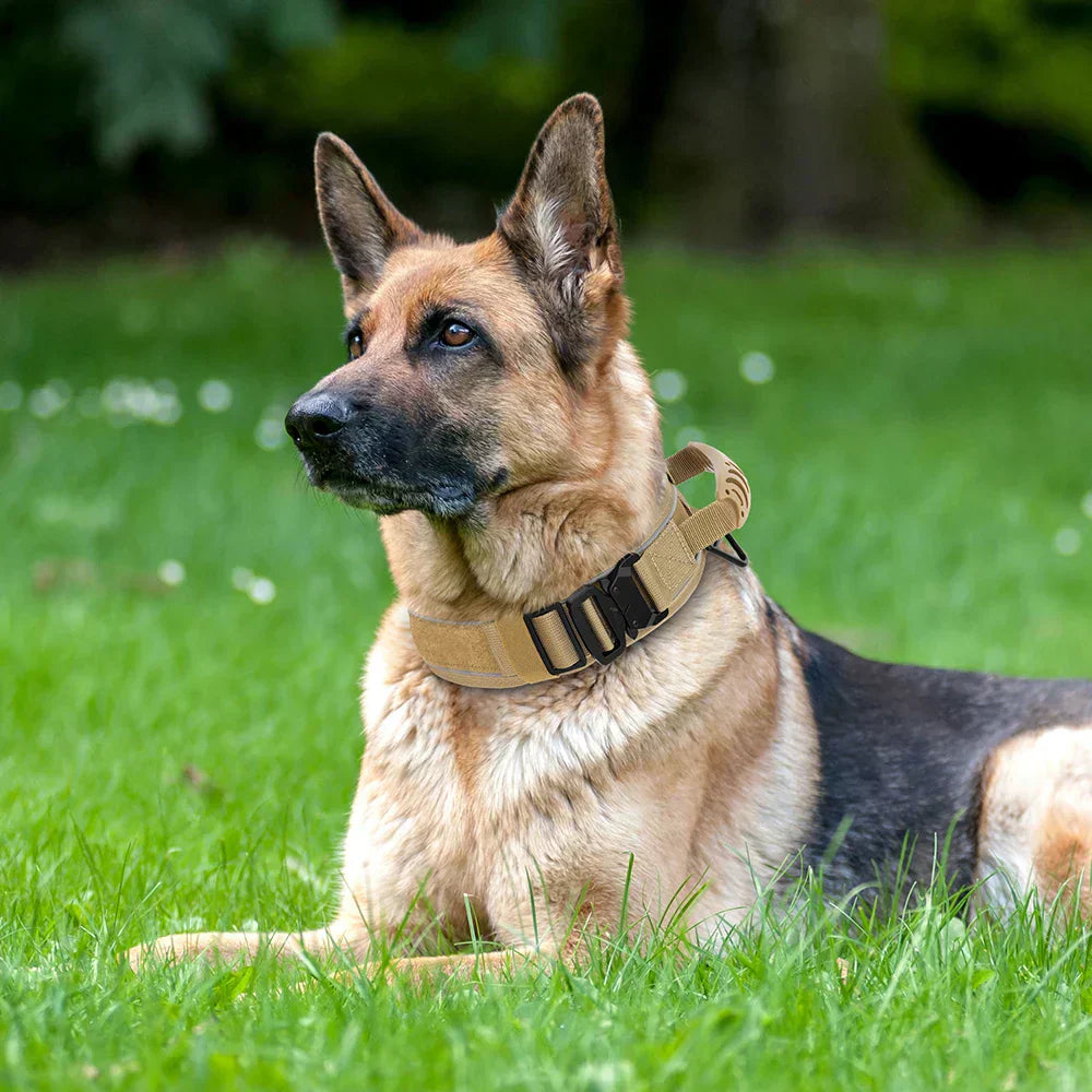 Durable Nylon Dog Training Collar with Reflective Stitching and Built-In Control Handle